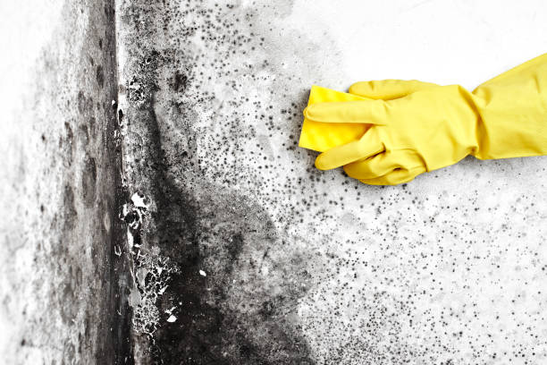 Best Attic Mold Remediation in Berly, MO