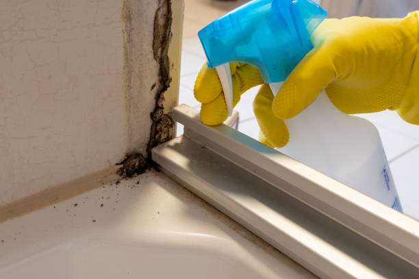 Best Bathroom Mold Remediation in Berly, MO