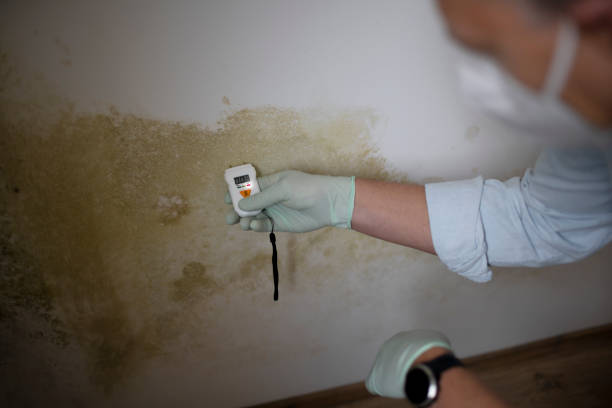 Best White Mold Remediation in Berly, MO