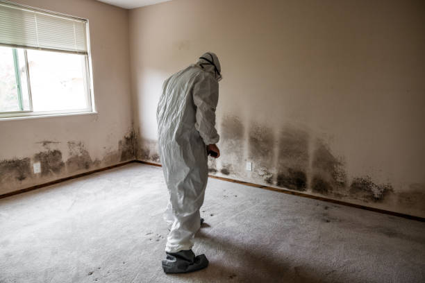 Best HVAC Mold Remediation in Berly, MO