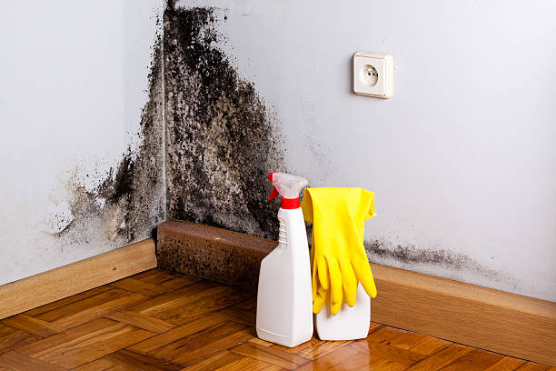 Best Post-Flood Mold Remediation in Berly, MO