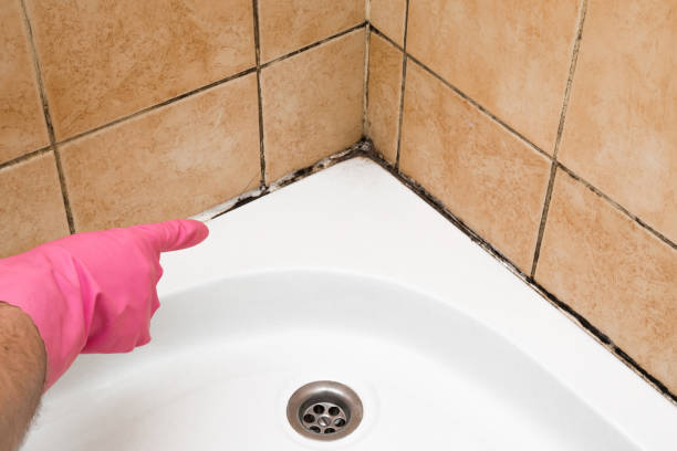 Best Industrial Mold Remediation in Berly, MO
