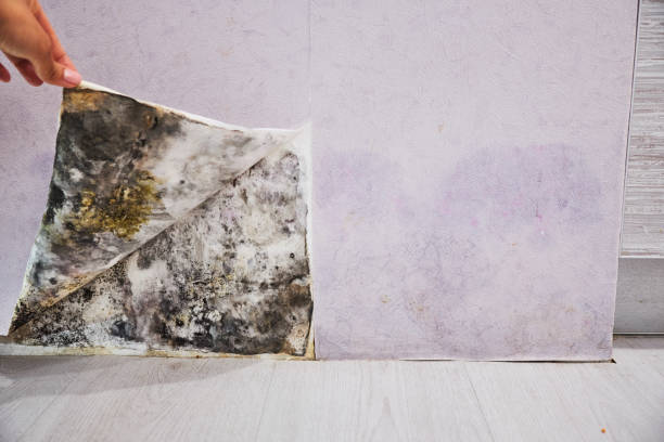 Best Commercial Mold Remediation in Berly, MO